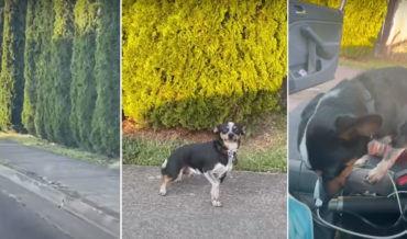 Busted!: Dog Gets Caught, Feels Ashamed For Running Away
