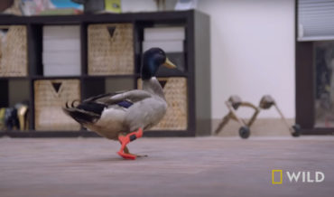 Awww: Duck Gets Custom 3D Printed Prosthetic Leg
