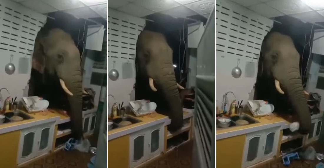 Elephant With Head Through The Hole It Smashed In Kitchen Wall Looking For Snacks