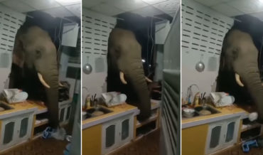 Elephant With Head Through The Hole It Smashed In Kitchen Wall Looking For Snacks