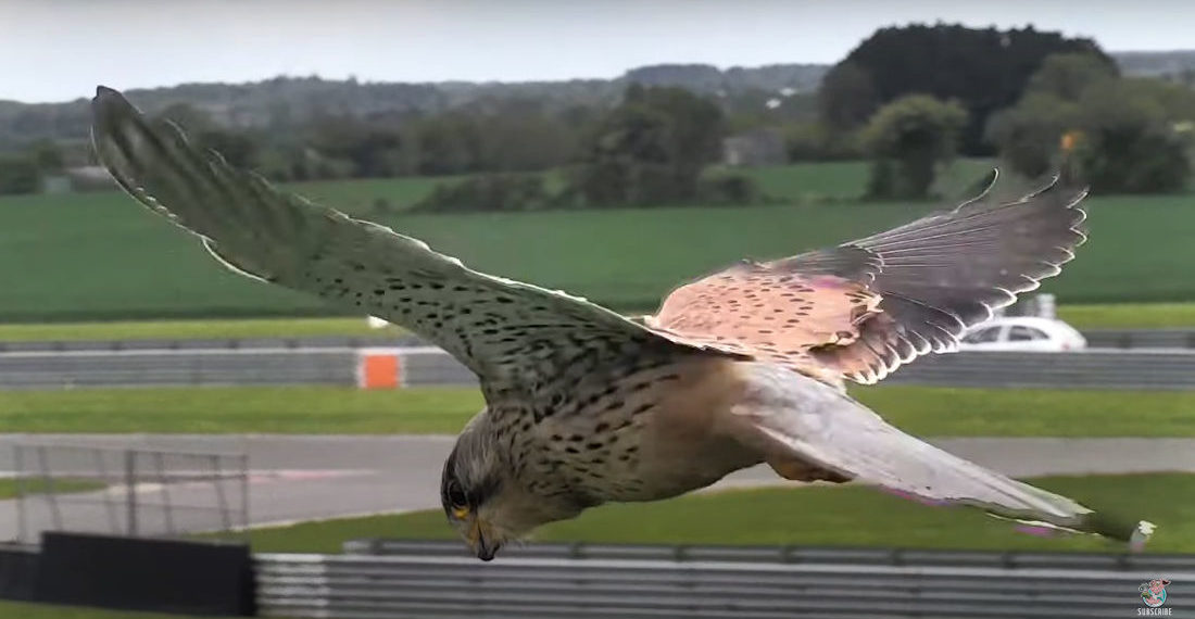 Whoa: Closeup Video Of Falcon Hovering In Flight With Head Perfectly Motionless