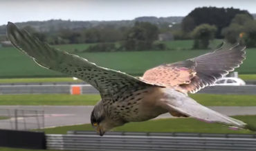 Whoa: Closeup Video Of Falcon Hovering In Flight With Head Perfectly Motionless