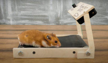 Man Builds Miniature Treadmills For His Hamsters