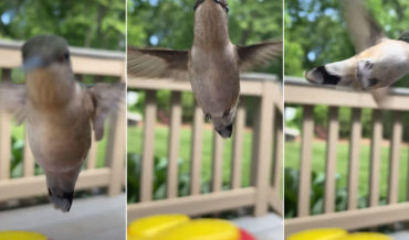 Closeup Video Of Hummingbird Visiting Feeder Attached To Phone