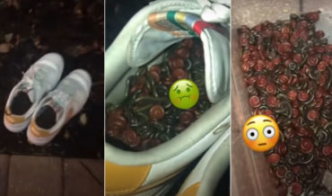 Man Finds Hundreds Of Millipedes In Shoes After Leaving Them Outside
