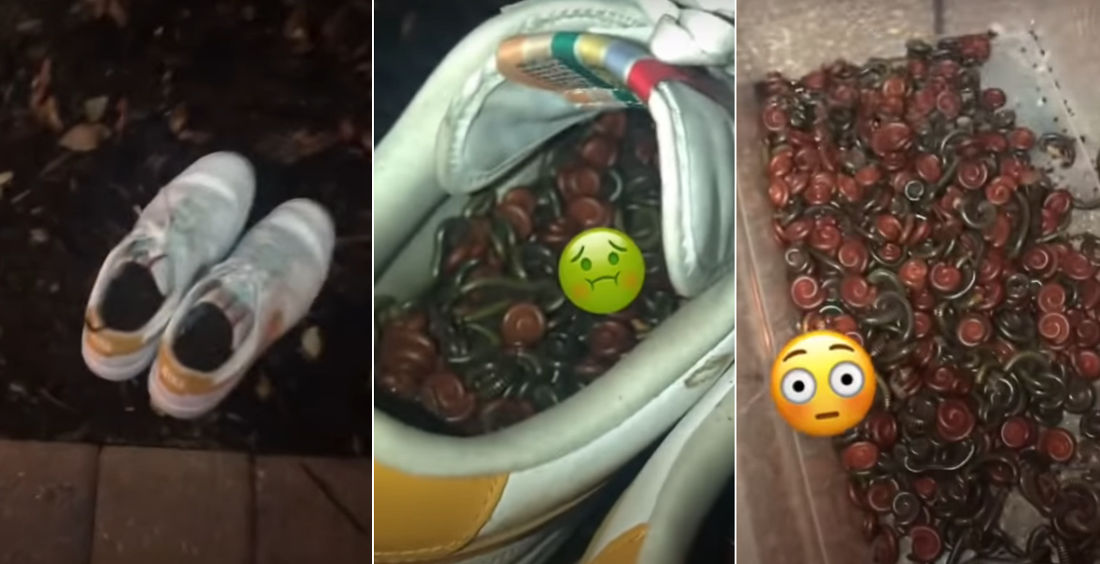 Man Finds Hundreds Of Millipedes In Shoes After Leaving Them Outside