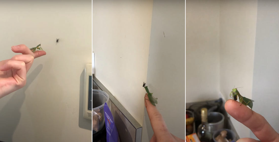 Praying Mantis On Fingertip Catches A Fly