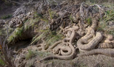 Video Of A Rattlesnake ‘Mega Den’ In Montana