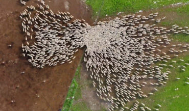 Mesmerizing Drone Timelapse Of Sheep Being Herding
