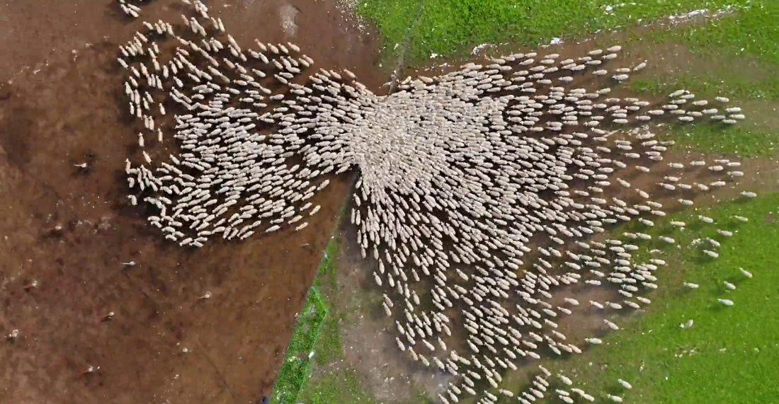 Mesmerizing Drone Timelapse Of Sheep Being Herding
