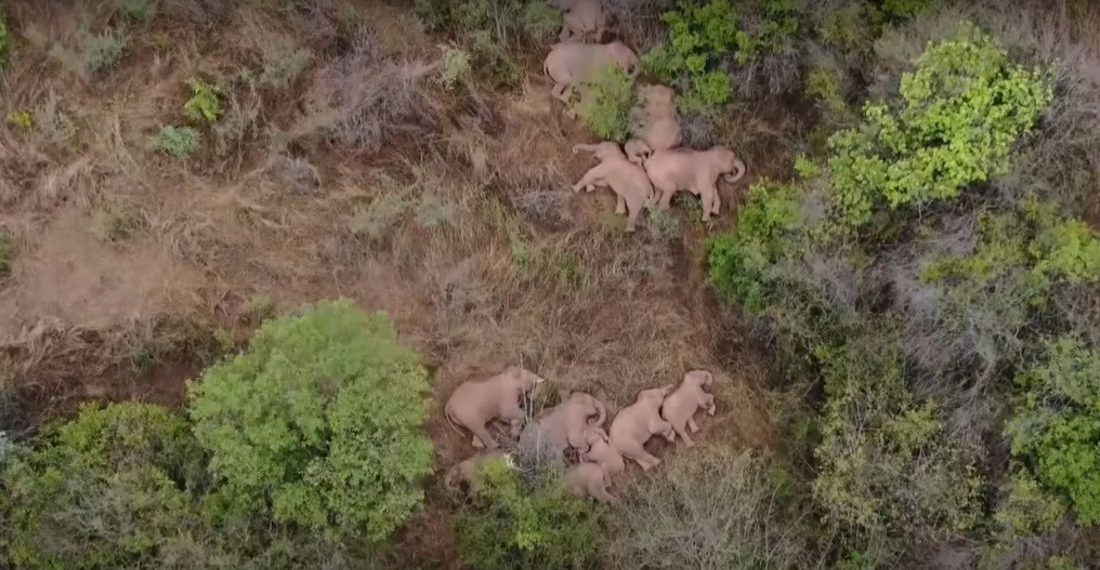 Awww: Drone Footage Of  Sleeping Elephant Herd