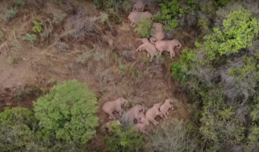 Awww: Drone Footage Of  Sleeping Elephant Herd