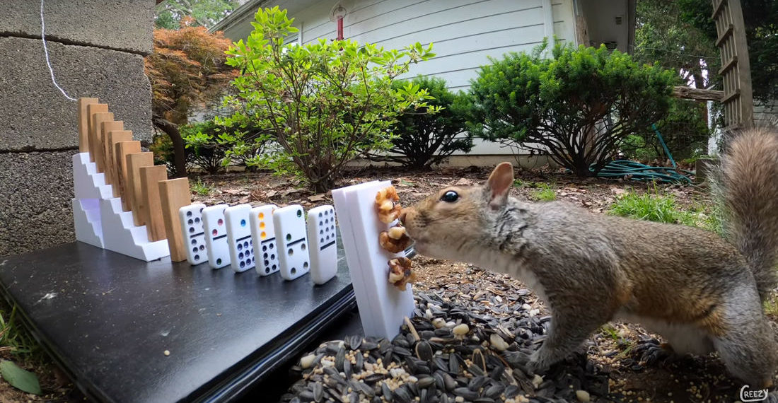Squirrel Starts Rube Goldberg Machine, Gets Rewarded With Nuts