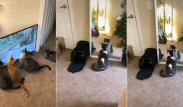 Four Cats Watch TV While One Stares In Mirror