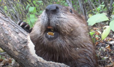 Closeup Of A Beaver Chewing Through A Tree: So That’s How They Do It