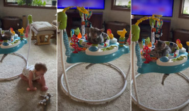 Kitten Has Time Of Its Life Playing In Baby Bouncer