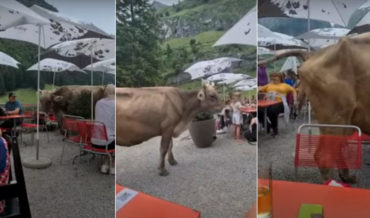Dinner And A Show: Grazing Cow Casually Pees On Restaurant’s Dining Patio