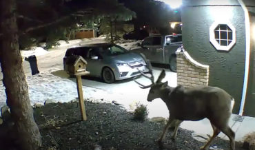 Nothing To See Here: Deer Sheds Antler On Home Security Cam