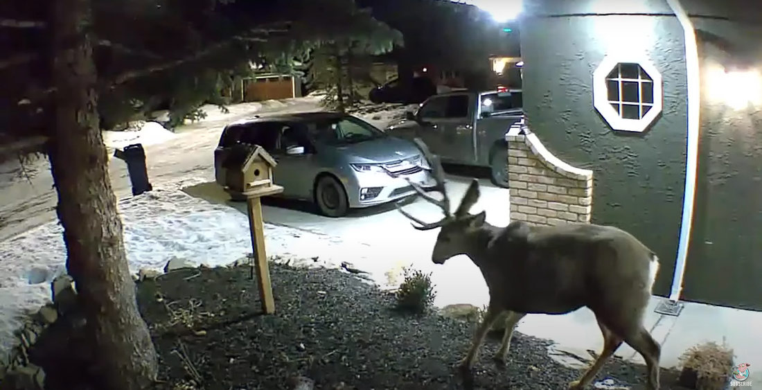 Nothing To See Here: Deer Sheds Antler On Home Security Cam