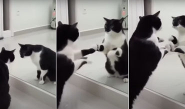 Cat Has Existential Crisis In Mirror (With Twist Ending!)