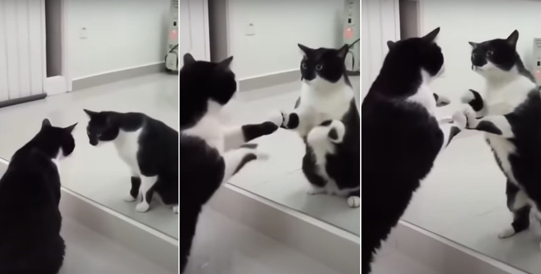 Cat Has Existential Crisis In Mirror (With Twist Ending!)