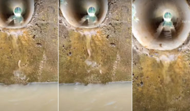 Never Give Up: Little Fish Manages To Swim Up Perfectly Vertical Stream