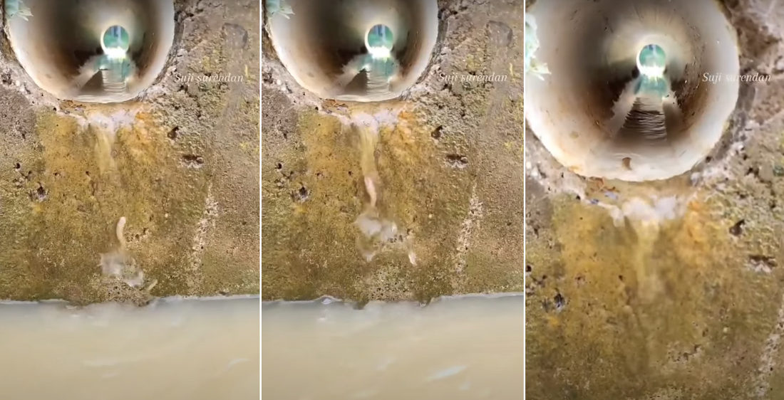 Never Give Up: Little Fish Manages To Swim Up Perfectly Vertical Stream