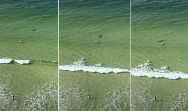 Yikes: Hammerhead Shark Beelines It Toward Beachgoer While Chasing Fish