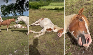 Horse Talking In Its Sleep After Owner Whispers To It