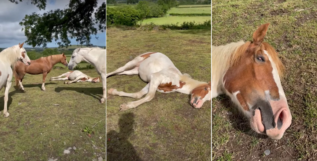 Horse Talking In Its Sleep After Owner Whispers To It