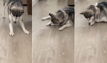 Husky Loses Treat Under Her Own Paw
