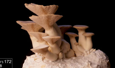 A Ten Day Timelapse Of King Oyster Mushrooms Growing