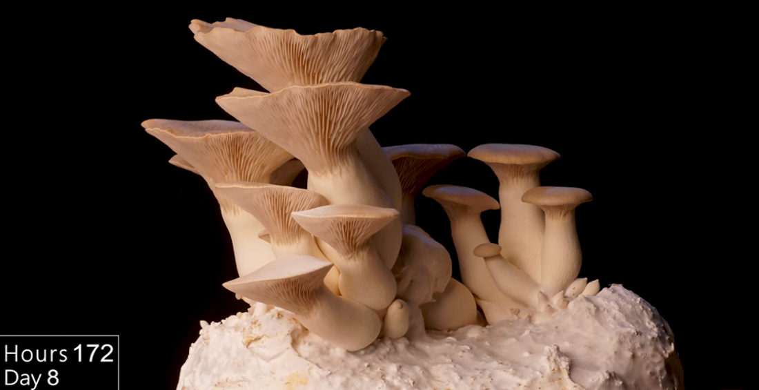 A Ten Day Timelapse Of King Oyster Mushrooms Growing