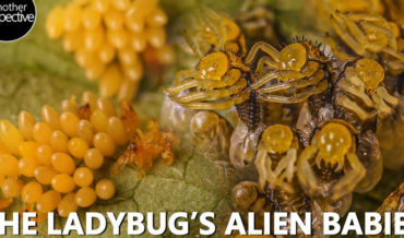 Aliens!: A Macro Timelapse Of Ladybugs Hatching