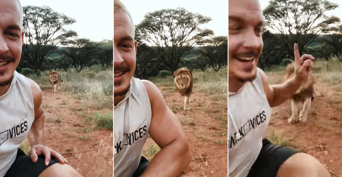 Man Catches Lion Friend Trying To Sneak Up On Him