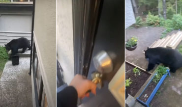Woman Locked Out Of House While Large Bear Passes By