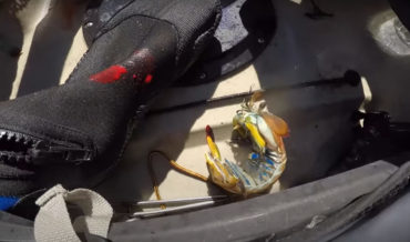 Mantis Shrimp Punches Fisherman, Cuts Through Bootie, Foot