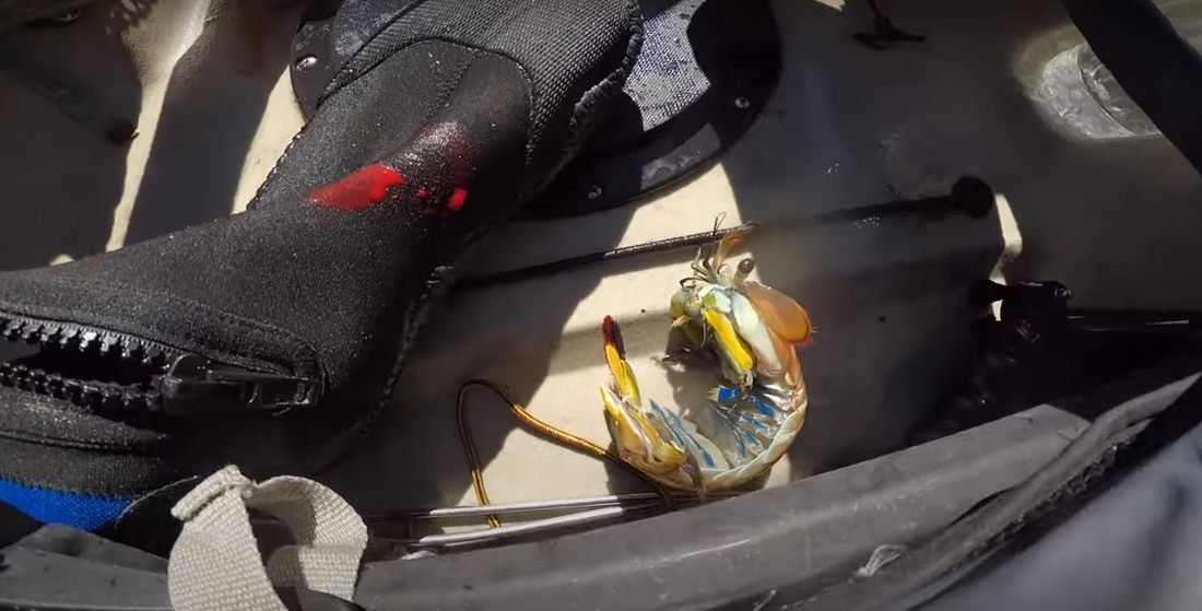 Mantis Shrimp Punches Fisherman, Cuts Through Bootie, Foot