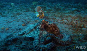 There Can Be Only One: Octopus Vs Mantis Shrimp