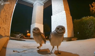 Owls Throw After-Hours Party On Home’s Porch