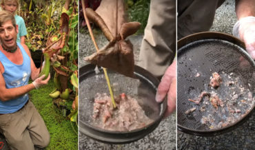 Pouring Out A Carnivorous Pitcher Plant After It’s Eaten A Mouse