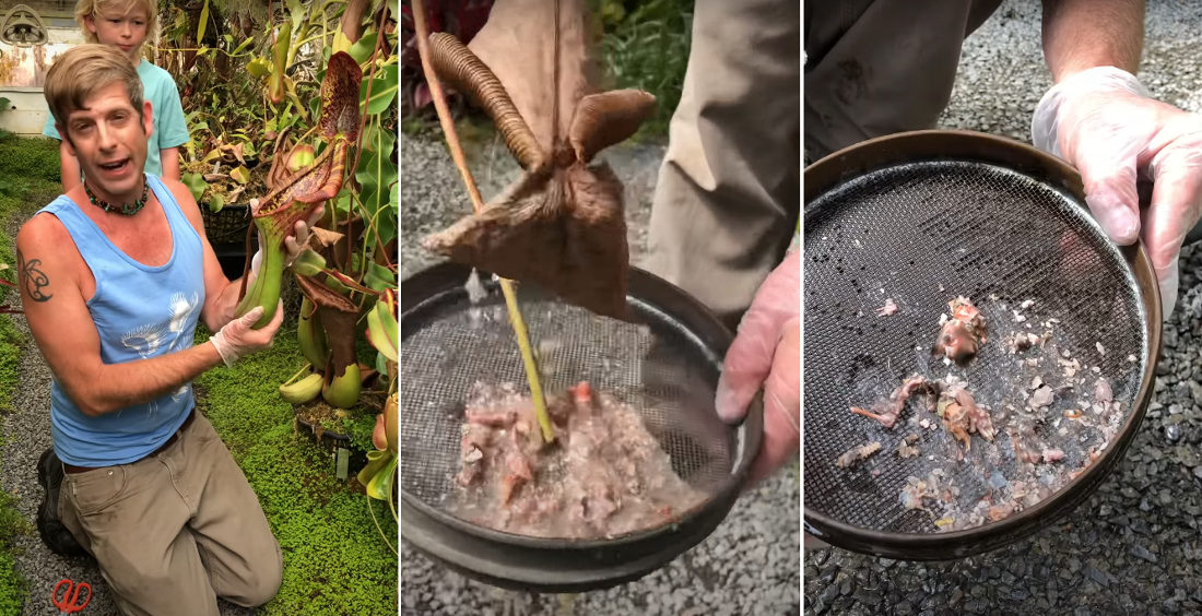 Pouring Out A Carnivorous Pitcher Plant After It’s Eaten A Mouse