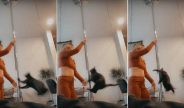 Cat Attempts To Show Owner How To Pole Dance