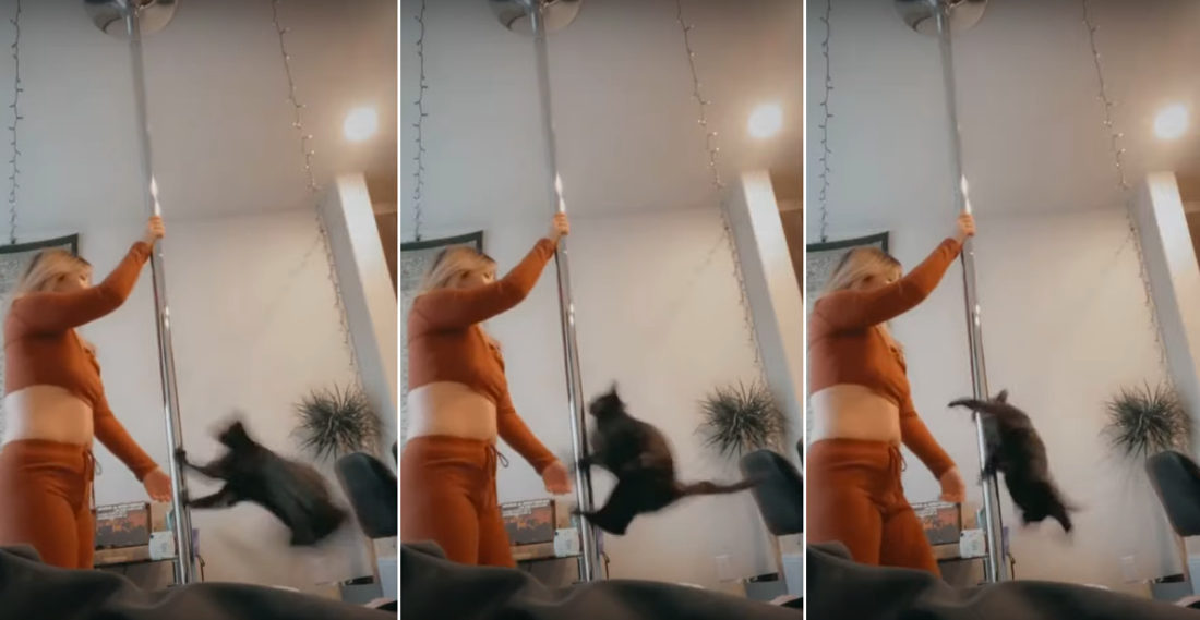 Cat Attempts To Show Owner How To Pole Dance