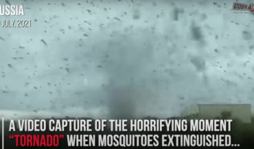 Oh, You Know, Just A Massive Mosquito Tornado In Russia