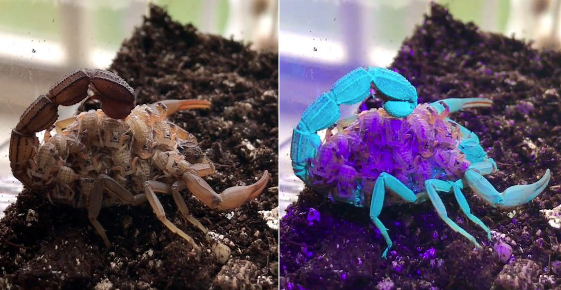 Video Of Scorpion With Babies On Its Back Glowing Blue And Purple Under Blacklight