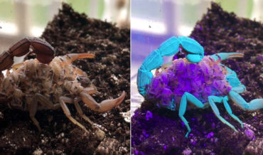 Video Of Scorpion With Babies On Its Back Glowing Blue And Purple Under Blacklight