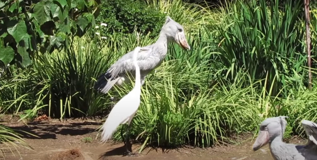 shoebill stork sound