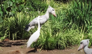 Shoebill Stork’s Bill-Clattering Sounds Like A Machine Gun
