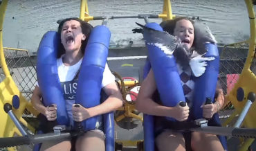 Girl Hits Seagull With Face During Sling Shot Ride At New Jersey Beach